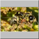 Ectemnius continuus - Grabwespe w02b 9mm - Sandgrube Niedringhaussee-det.jpg